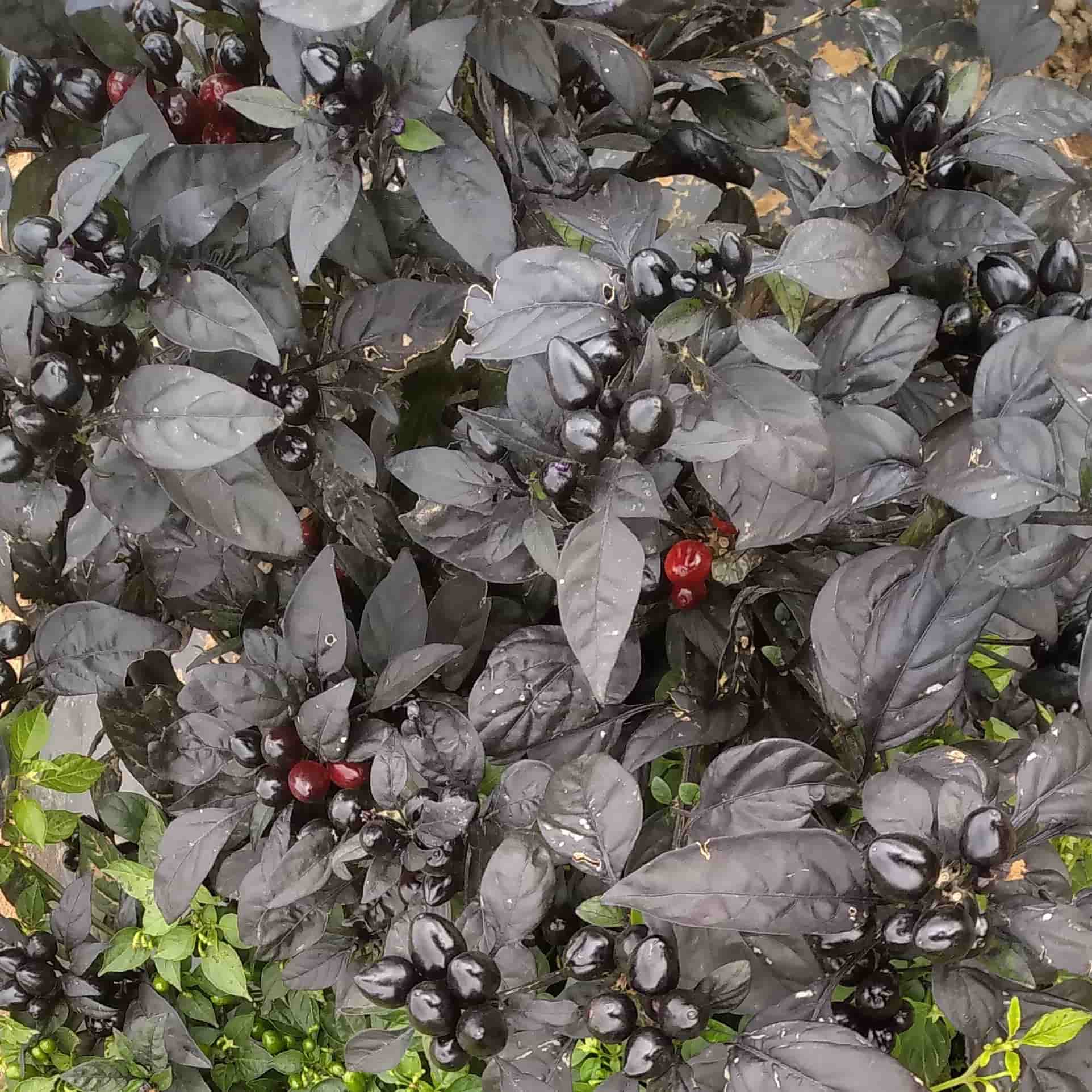 Black Pearl Chilli CK - Seeds - Image 2
