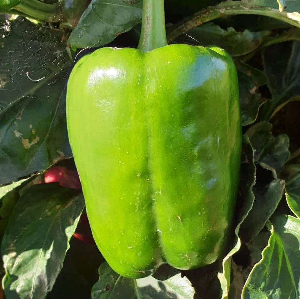 Capsicum CK - Seeds