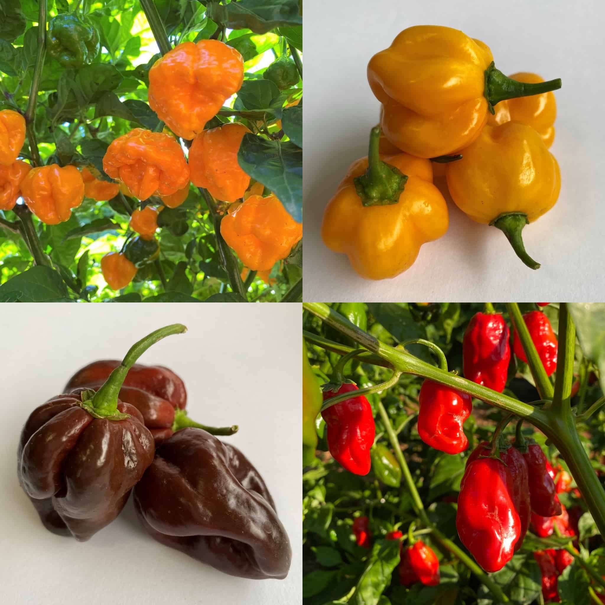 Caribbean Delight Variety Pack CK - Seeds