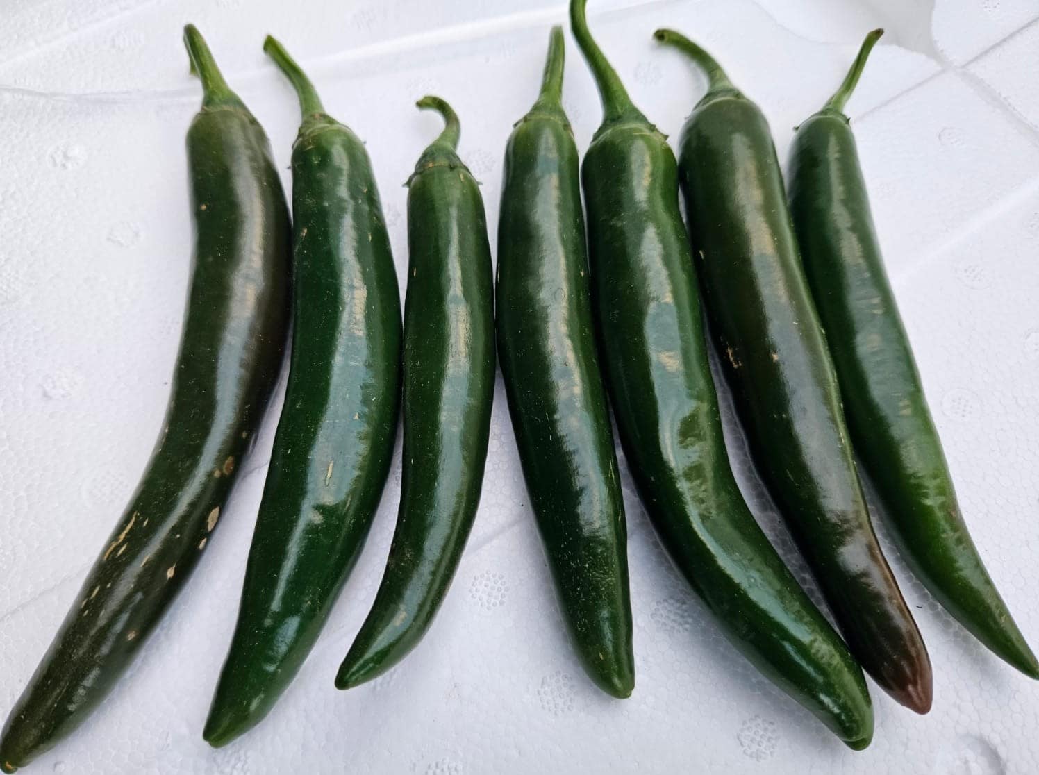 Chilli Seeds