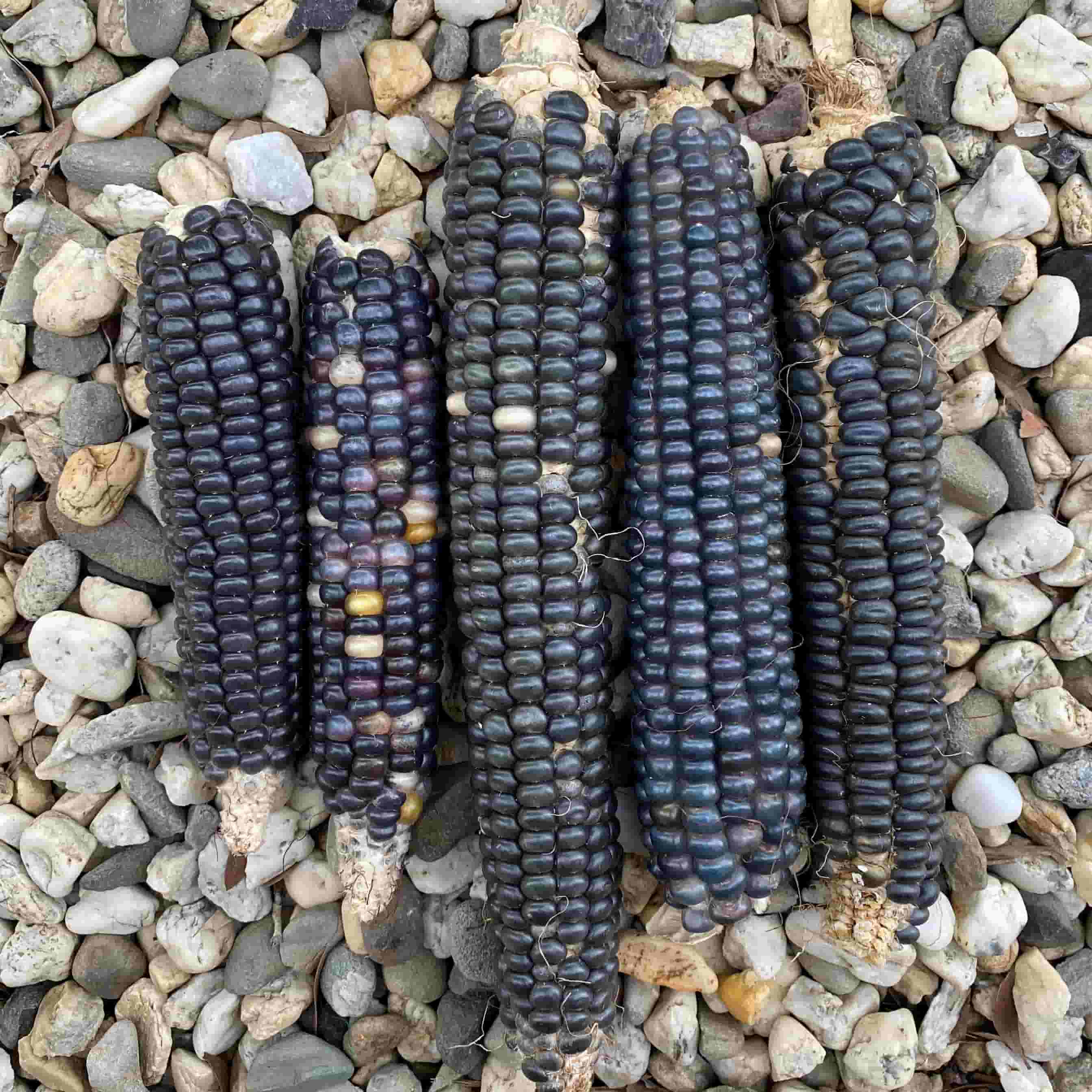 Corn, Maize - Blue Hopi - Seeds - Image 2