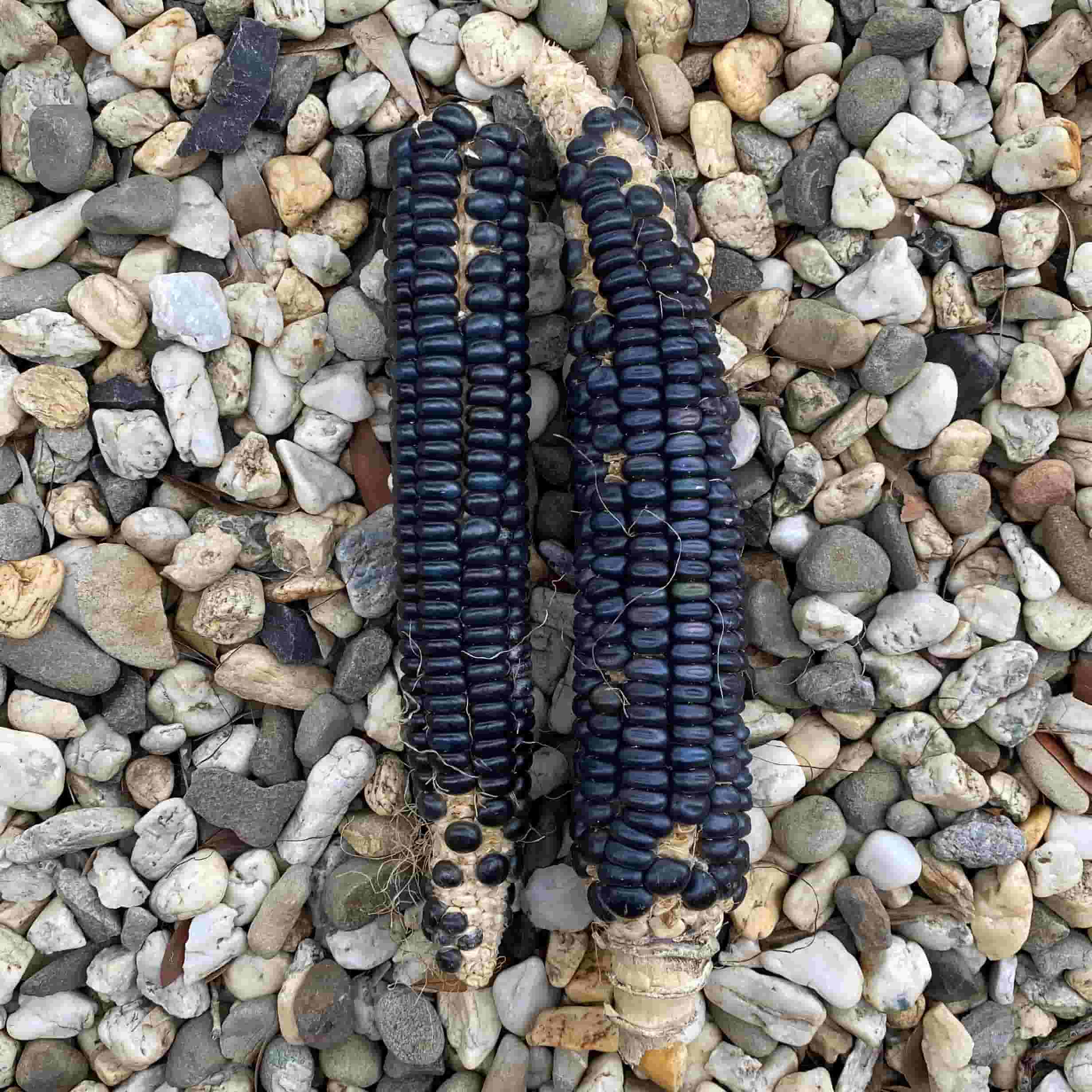 Corn, Maize - Blue Hopi - Seeds - Image 3