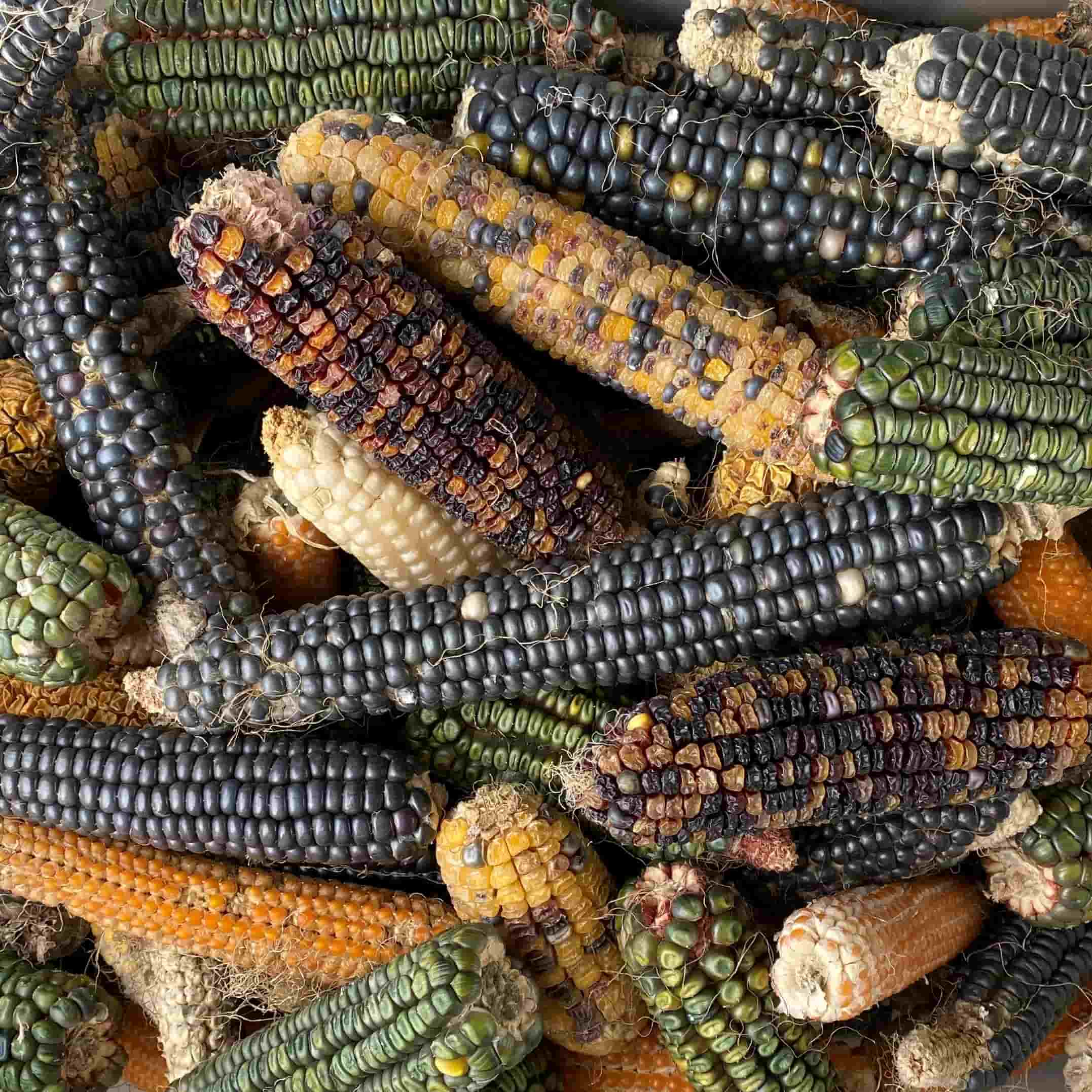 Corn, Maize | Multi Pack - 7 Varieties | Seeds - Image 3