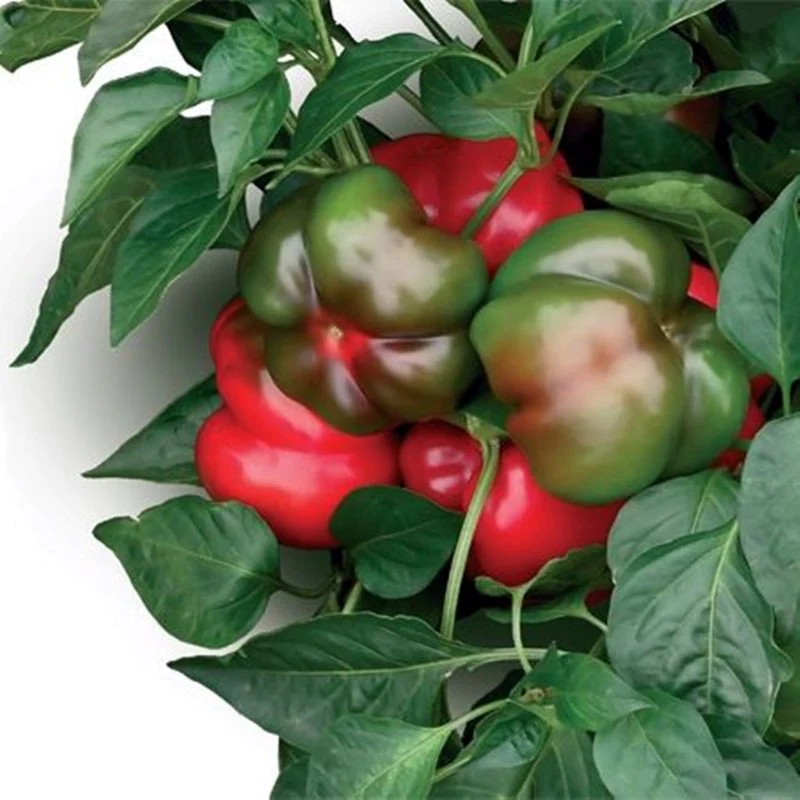 Italian Topepo Rosso Sweet Pepper CK - Seeds