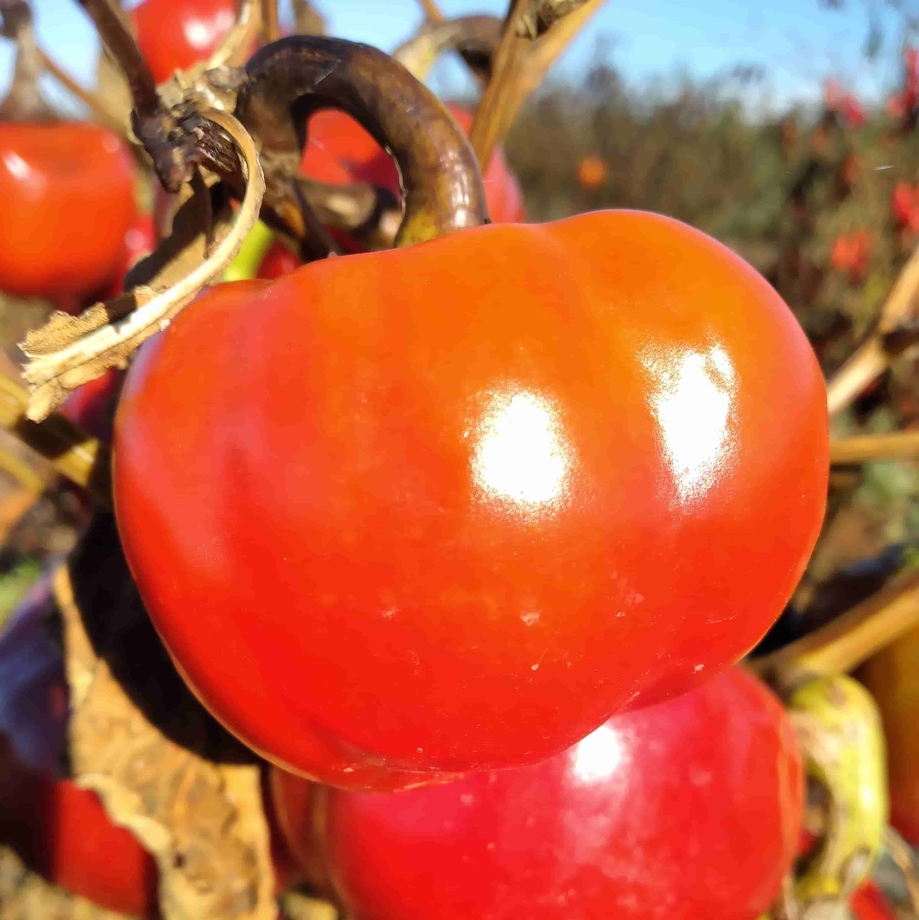 Italian Topepo Rosso Sweet Pepper CK - Seeds - Image 2