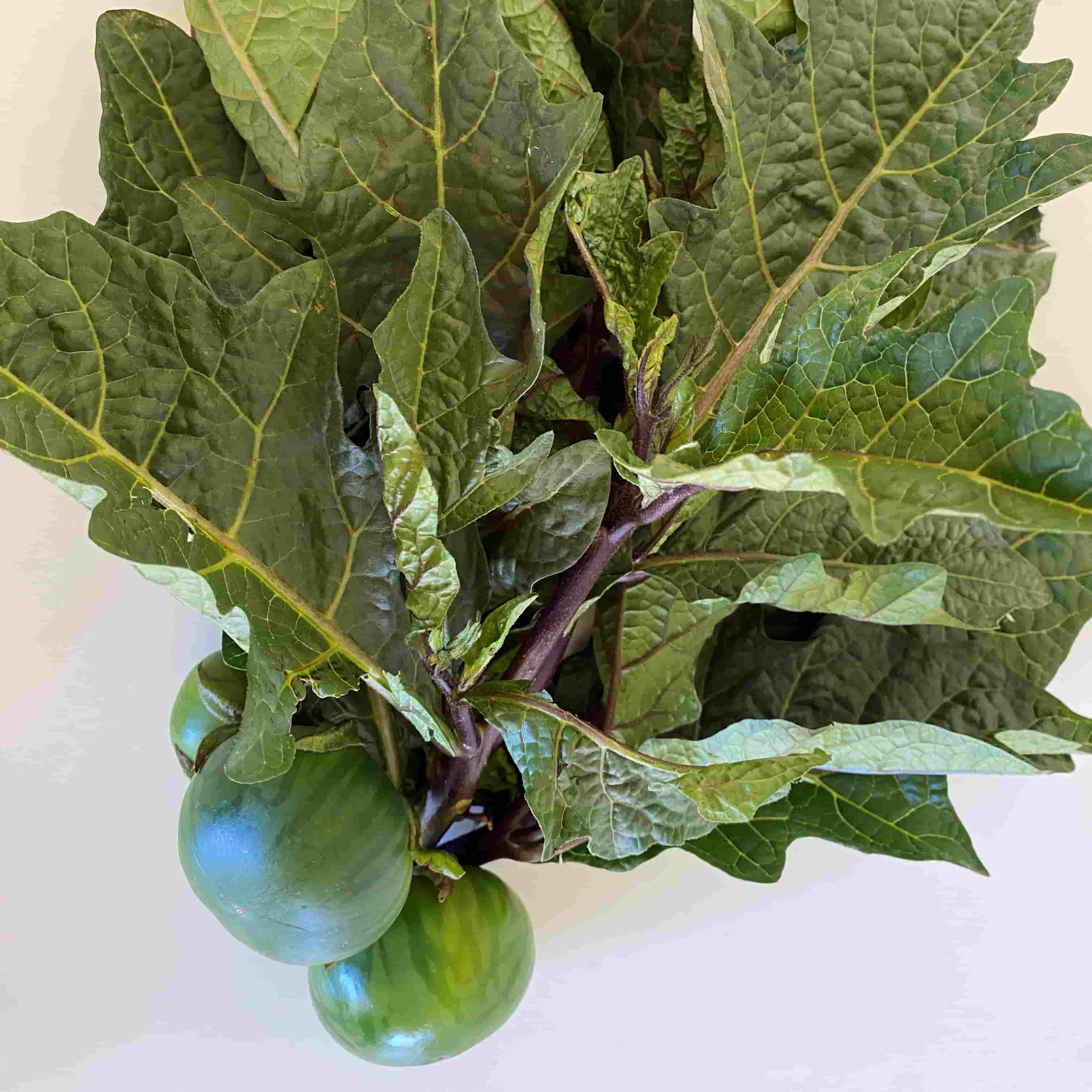 Thai Eggplant Seeds - Image 2