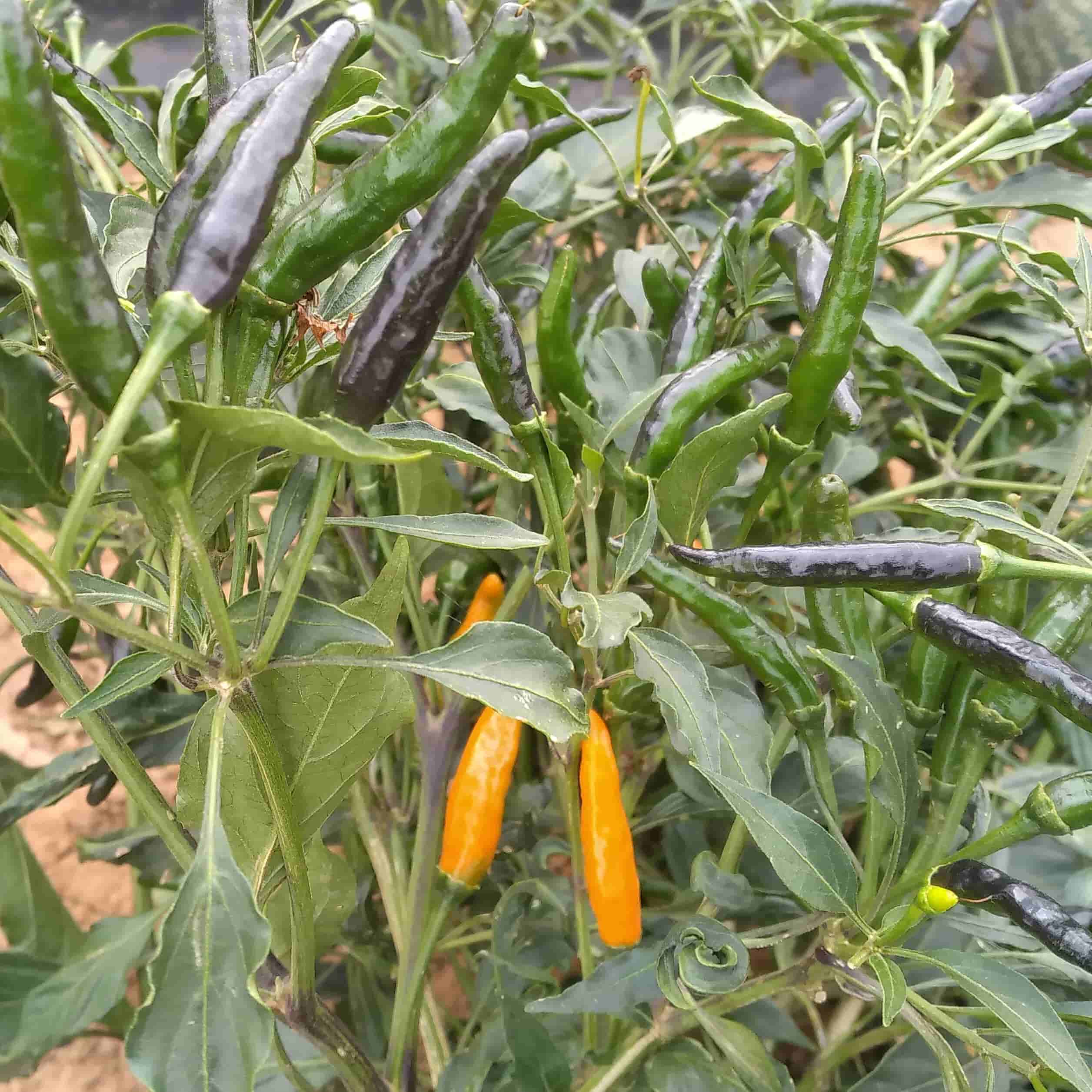 Thai Yellow Chilli CK - Seeds